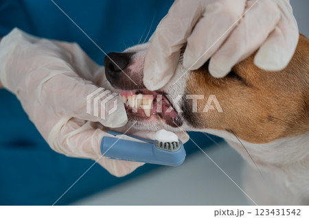 A vet is cleaning the teeth of a Jack Russell Terrier. A vet is cleaning the teeth of a Jack Russell Terrier. 123431542