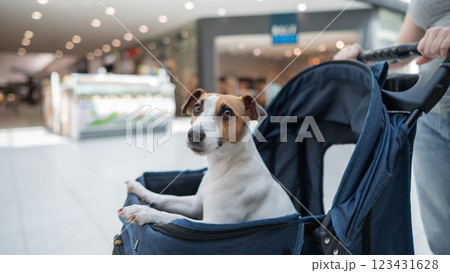 A Caucasian woman walks along the mall with her Jack Russell Terrier dog in a stroller.  123431628