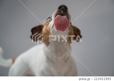 Jack Russell Terrier dog licking transparent glass on white background. Jack Russell Terrier dog licking transparent glass on white background. 123431995