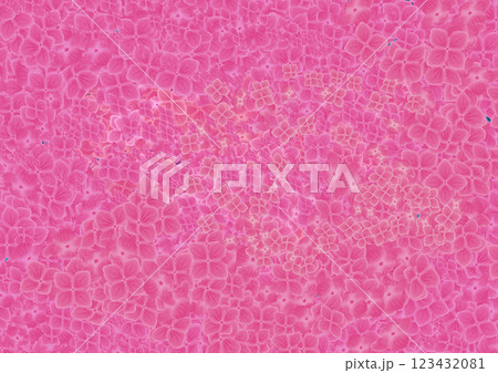 あじさい あじさい 123432081