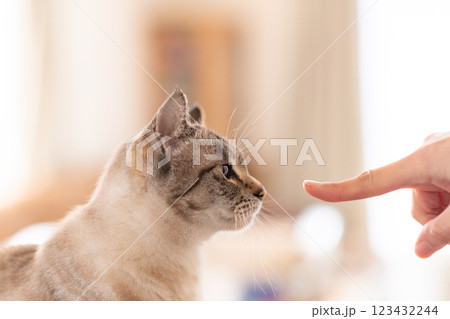 飼い主の指と見つめる猫　シャムトラ猫 123432244
