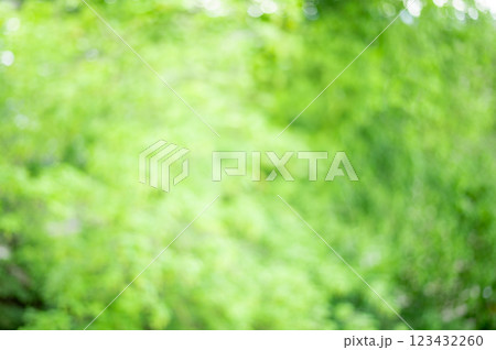 green defocused background of tree foliage 123432260
