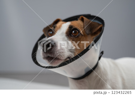 Jack Russell Terrier Dog in a Cone Collar After Surgery. Jack Russell Terrier Dog in a Cone Collar After Surgery. 123432265