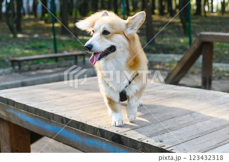 Welsh corgi standing on wooden platform in park. 123432318