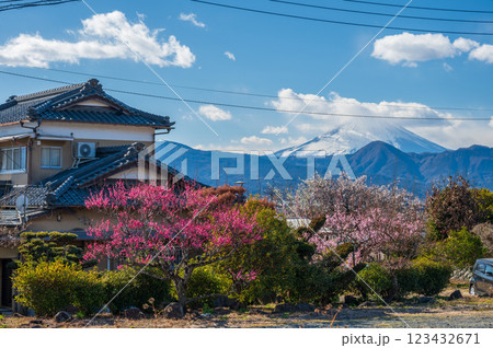 富士山が見える早春の里景色 123432671