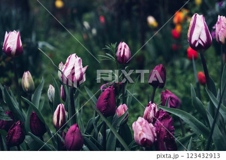 Blooming tulips. 123432913