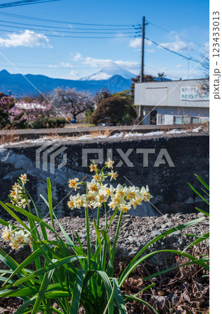 道端に咲く水仙の花　早春の景色 123433013