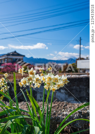 道端に咲く水仙の花　早春の景色 123433018