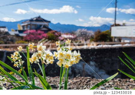 道端に咲く水仙の花　早春の景色 123433019
