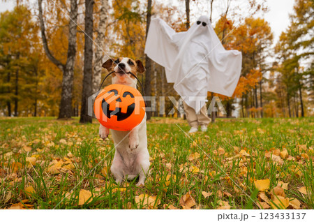 Woman in white sheet and jack russell terrier dog holding jack o latrine in autumn forest. Halloween costume.  123433137