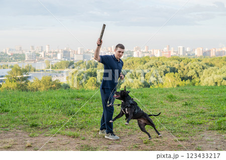 Pit bull terrier jumps for a stick. Guy training a dog. Pit bull terrier jumps for a stick. Guy training a dog. 123433217