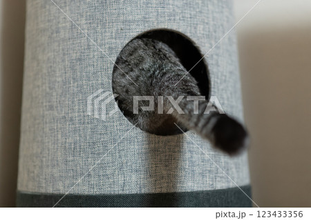 キャットタワーから出ている猫のしっぽ　サバトラ猫 123433356