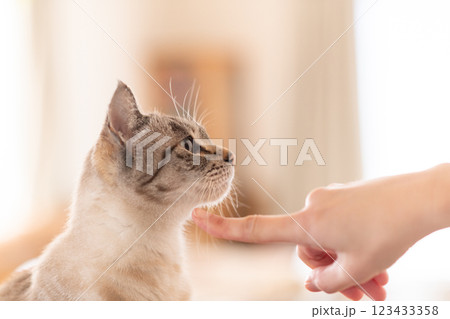 飼い主の指と見つめる猫 シャムトラ猫 飼い主の指と見つめる猫 シャムトラ猫 123433358