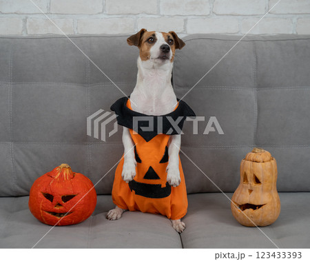 Jack Russell Terrier dog in pumpkin costume next to jack o lantern on sofa.  123433393
