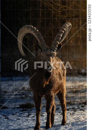 Male Siberian ibex Capra sibirica with his big horns 123433550