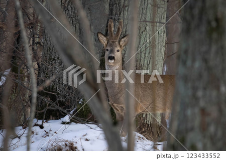 Roe Deers (Capreolus capreolus) between trees Roe Deers (Capreolus capreolus) between trees 123433552