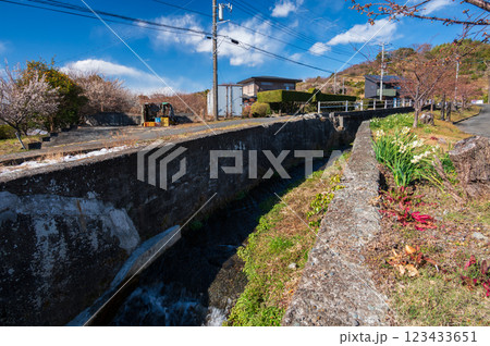 水仙が咲く田舎の風景 小田原の早春 水仙が咲く田舎の風景 小田原の早春 123433651
