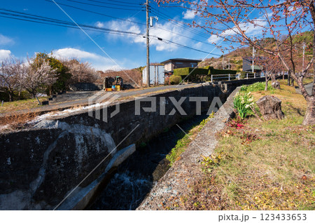 水仙が咲く田舎の風景 小田原の早春 水仙が咲く田舎の風景 小田原の早春 123433653