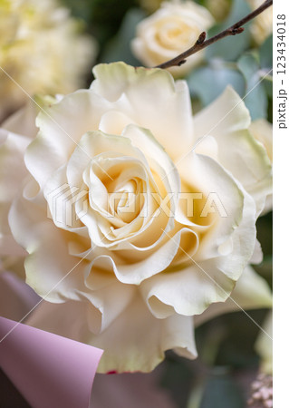Delicate white and pink roses close up Delicate white and pink roses close up 123434018