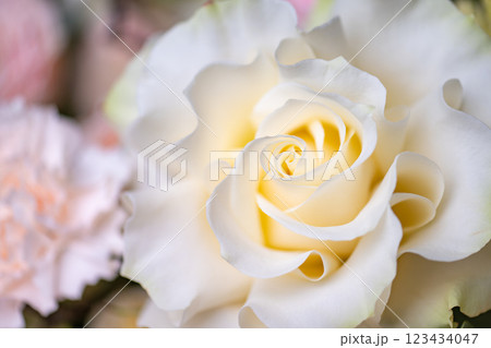 Delicate white and pink roses close up Delicate white and pink roses close up 123434047