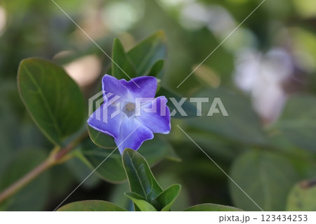 冬の庭に咲く紫色のツルニチニチソウの花 123434253