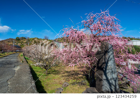 瑞雲寺の梅林 曽我の梅林 中河原梅林 瑞雲寺の梅林 曽我の梅林 中河原梅林 123434259