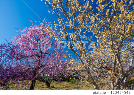 桃色と黄色が並ぶ梅林　瑞雲寺の梅林 123434542