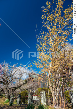 蝋梅が咲く瑞雲寺の梅園 蝋梅が咲く瑞雲寺の梅園 123434544