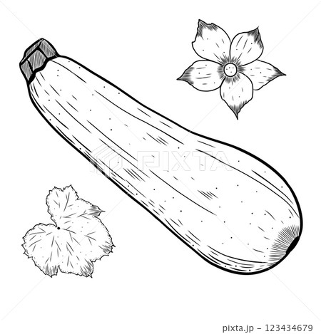 Vector illustration of zucchini, slices, flowers, leaves. Hand drawn vegetables and fresh healthy food. Farm product. Black and white illustration for menu design, textiles, recipes. Isolated 123434679