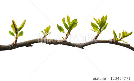 Natural green branch of a tree 123434771