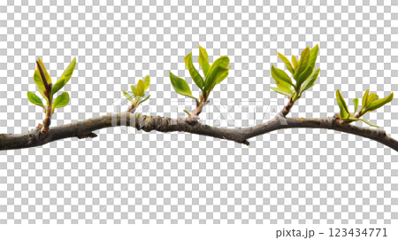 Natural green branch of a tree 123434771