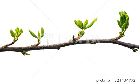 Natural green branch of a tree 123434772