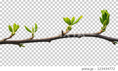 Natural green branch of a tree 123434772