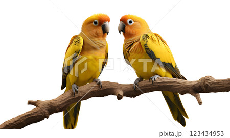 Couple of Sun Conure Parrot perching on a branch, white background, isolated, png, transparent, clipart, transparent background, cutout, cut-out 123434953