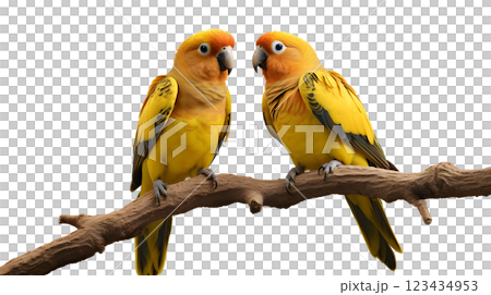 Couple of Sun Conure Parrot perching on a branch, white background, isolated, png, transparent, clipart, transparent background, cutout, cut-out 123434953