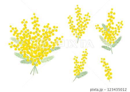 ミモザの花のセット_ベクターイラスト ミモザの花のセット_ベクターイラスト 123435012