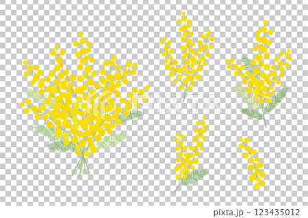 Set of mimosa flowers_vector illustration 123435012
