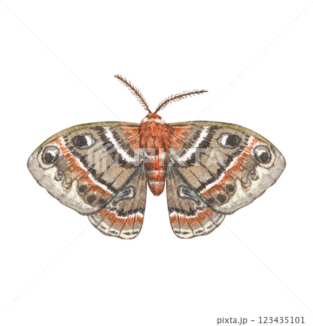 Watercolor moth grey-brown isolated on a white background. Illustration of an insect with an ornament, butterflies. Ideal for botanical, vintage-style prints, stationery, tattoos, textile patterns. 123435101