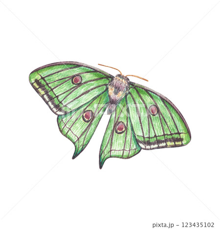 A watercolor moth with green wings isolated on a white background. Illustration of an insect with an ornament, butterflies. Ideal for botanical, vintage-style prints, stationery, tattoos, textile. 123435102