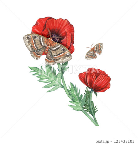 Red poppies with moths isolated on a white background. Watercolor illustration of meadow flowers and insects. Botanical plants. The Provencal style. The French motif. Suitable for postcards, floral. 123435103