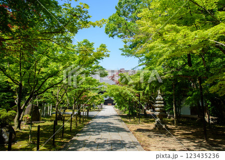 新緑に包まれる光明寺 123435236