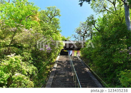 新緑に包まれた光明寺 123435238