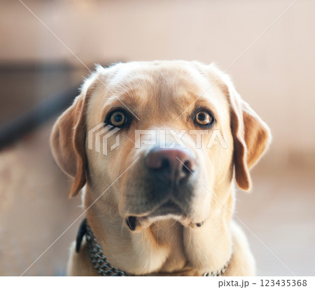 beautiful big 123435368