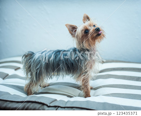 Cute little dog Cute little dog 123435371