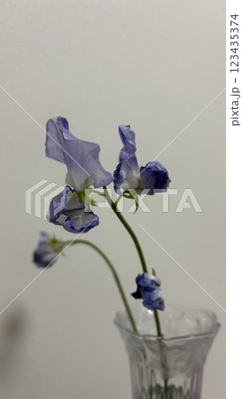 透明な花瓶に咲く、スイートピー 透明な花瓶に咲く、スイートピー 123435374