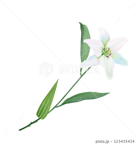 White lily flower with a stem watercolor illustration isolated on white. High quality clip art perfect for cards, posters, stickers, Easter, Passover, Holy Thursday, christening baptism wedding decor 123435414