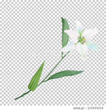 White lily flower with a stem watercolor illustration isolated on white. High quality clip art perfect for cards, posters, stickers, Easter, Passover, Holy Thursday, christening baptism wedding decor 123435414