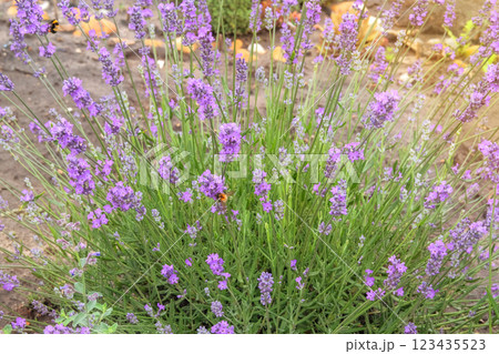 Lavandula is blooming in sunny day. Purple blooming flower in summer. Lavandula grows in meadow. Cottage garden. 123435523
