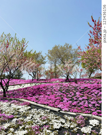 綺麗なピンクと白の芝桜 123436156