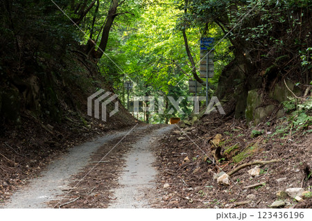 【六地蔵越】狭隘な県道の県境 【六地蔵越】狭隘な県道の県境 123436196